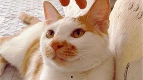 吃瓜视频大全高清