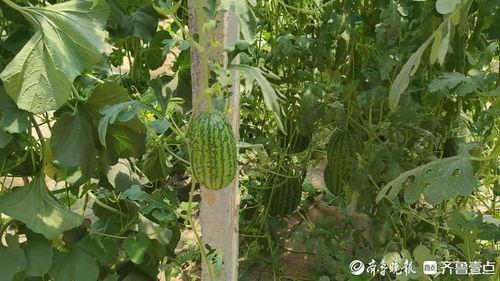 热门大瓜,热门大瓜背后的惊人真相