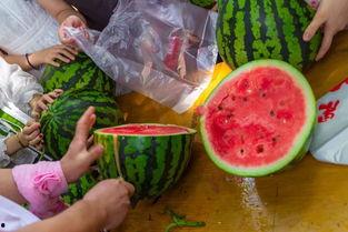 吃瓜视频大全高清,高清盛宴，揭秘娱乐圈幕后故事